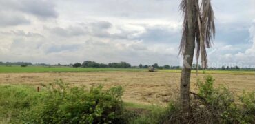 ขายที่ดิน เนื้อที่ 21-2-68 ไร่ ถนนราชพฤกษ์ (ปทุมธานี) เข้าซอย 80 เมตร