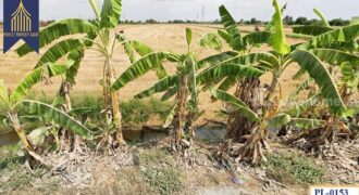 ที่ดิน ถมแล้ว คลองอุดมชลจร ฉะเชิงเทรา ที่ตั้ง : ตำบลคลองอุดมชลจร อำเภอเมือง จังหวัดฉะเชิงเทรา