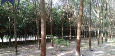ที่ดิน สวนยาง นิคมพัฒนา ระยอง ที่ตั้ง : ตำบลนิคมพัฒนา อำเภอนิคมพัฒนา จังหวัดระยอง