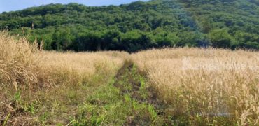 ขายที่เขาใหญ่ ที่ติดเขา วิวเขาสวยมาก 21ไร่ อยู่บนเนินเขา มองออกไปวิวเขารอบด้าน เห็นเขื่อนลำตะคอง ใกล้เส้น2235 หนองสาหร่าย ปากช่อง ใกล้ The paz เดอะปาซ บรรยากาศดีมาก 087-9074045