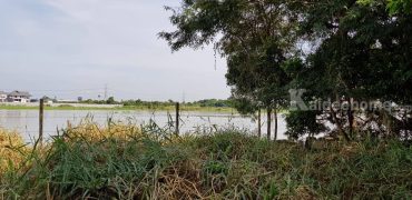 💙ขายที่ดิน แม่น้ำเจ้าพระยา สามโคก ปทุมธานี 359 ตร.ว ที่ริมน้ำสวยมาก ใกล้ธรรมศาสตร์รังสิต ติดถนนคอนกรีต เดินทางสะดวก เหมาะสร้างบ้านพักตากอากาศ ใกล้เส้นปทุม (347) 4.8 กม. 087-9074045