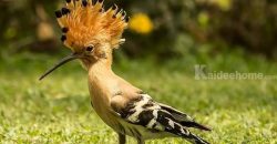 ขายที่ดินพร้อมบ้านติดลำตะคอง เขาใหญ่ 10 ไร่ ขนงพระเหนือ ปากช่อง ใกล้ธนะรัชต์ ที่ติดน้ำลำตะคอง แอ่งน้ำตก แปลงสวยหายาก จ.นครราชสีมา บ้านตากอากาศริมน้ำ บ้านสวนริมน้ำ 087-907-4045