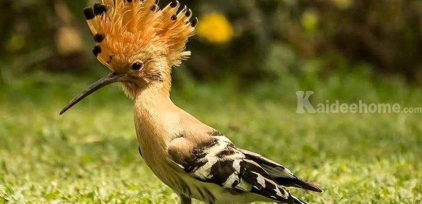 ขายที่ดินพร้อมบ้านติดลำตะคอง เขาใหญ่ 10 ไร่ ขนงพระเหนือ ปากช่อง ใกล้ธนะรัชต์ ที่ติดน้ำลำตะคอง แอ่งน้ำตก แปลงสวยหายาก จ.นครราชสีมา บ้านตากอากาศริมน้ำ บ้านสวนริมน้ำ 087-907-4045