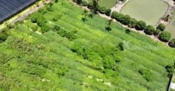 ขายที่ดิน ตำบลขุนแก้ว นครปฐม ติดถนนพุทธมณฑลสาย 8 เกือบ 10 ไร่ รูปแปลงสวย