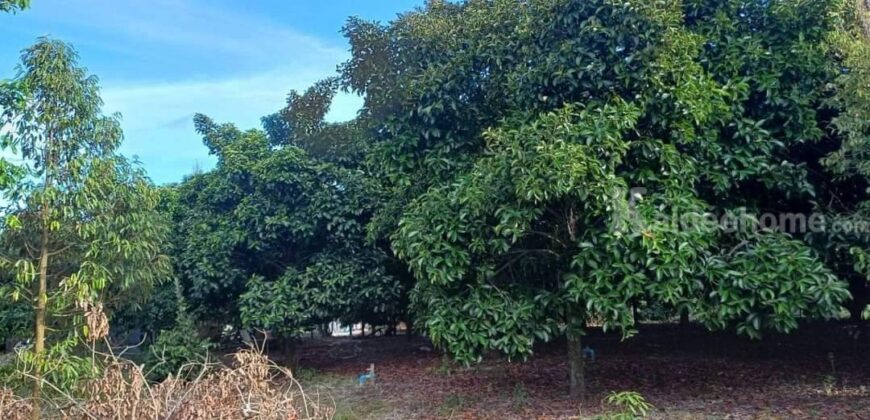 ขายที่ดินพร้อมบ้าน และสวนผลไม้ ร่มรื่นท่ามกลางธรรมชาติ ต.บ้านแลง ระยอง ขายที่ดินพร้อมบ้าน และสวนผลไม้ ร่มรื่นท่ามกลางธรรมชาติ ต.บ้านแลง ระยอง
