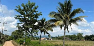 ขายถูกที่ดินวิวเขา คลองม่วง ปากช่อง 8 ไร่ ราคาร้อนด่วน 750,000/ไร่ ที่สวยวิวเขารอบ ที่สวนปลูกผักมีบ่อน้ำ เหมาะซื้อเก็บ ทำฟาร์ม บ้านสวน ใกล้เส้น 3060 หนองสาหร่าย ปากช่อง นครราชสีมา 087-9074045