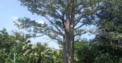 ที่ดินเขาใหญ่ ปากช่อง 13 ไร่ ขายถูก ไร่ละ 1.92 ล ใกล้ถนนธนะรัชต์ ใกล้ทางขึ้นลงมอเตอร์เวย์ M6 ที่สวนปลูกไม้หลายพันธุ์ ทำเลไข่แดง น้ำประปา ไฟฟ้าครบ ราคาร้อน เจ้าของต้องการขายด่วน 087-9074045