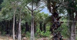 ที่ดินเขาใหญ่ ปากช่อง 13 ไร่ ขายถูก ไร่ละ 1.92 ล ใกล้ถนนธนะรัชต์ ใกล้ทางขึ้นลงมอเตอร์เวย์ M6 ที่สวนปลูกไม้หลายพันธุ์ ทำเลไข่แดง น้ำประปา ไฟฟ้าครบ ราคาร้อน เจ้าของต้องการขายด่วน 087-9074045