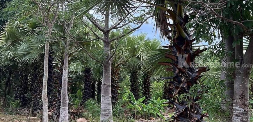 ที่ดินเขาใหญ่ ปากช่อง 13 ไร่ ขายถูก ไร่ละ 1.92 ล ใกล้ถนนธนะรัชต์ ใกล้ทางขึ้นลงมอเตอร์เวย์ M6 ที่สวนปลูกไม้หลายพันธุ์ ทำเลไข่แดง น้ำประปา ไฟฟ้าครบ ราคาร้อน เจ้าของต้องการขายด่วน 087-9074045