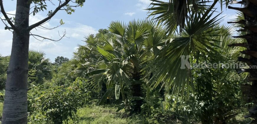 ที่ดินเขาใหญ่ ปากช่อง 13 ไร่ ขายถูก ไร่ละ 1.92 ล ใกล้ถนนธนะรัชต์ ใกล้ทางขึ้นลงมอเตอร์เวย์ M6 ที่สวนปลูกไม้หลายพันธุ์ ทำเลไข่แดง น้ำประปา ไฟฟ้าครบ ราคาร้อน เจ้าของต้องการขายด่วน 087-9074045