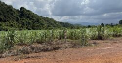 ขายที่ดินเขาใหญ่ 53 ไร่ ขนงพระ ปากช่อง ขายถูก ไร่ละ 1.8 ล้าน วิวเขาใหญ่สวย ที่ดินติดภูเขา วิวเขาล้อมรอบ ถนนหน้าที่ดินกว้าง 12 เมตร ที่ดินมีอนาคต เหมาะซื้อเก็บพัฒนาต่อได้ 087-9074045