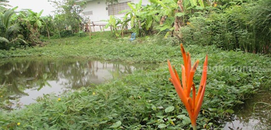 บ้านสวย อ.พร้าว เชียงใหม่ ด้วยสวนไม้ดอก รอบสนามหญ้าขจี สีเขียว ร่มรื่น เงียบสงบ น่าอยู่ ขนาดที่ดิน 417 ตรว. ขนาดบ้าน 116 ตรม. อยู่่ติดถนนใหญ่ ใกล้ชุมชน ห่างตลาดสด เทศบาลเวียงพร้าว เพียง 1 ก.ม. ใช้เวลา ขับรถ10 นาที อยู่ห่างวัดป่าอาารย์มั่น 200 ม.