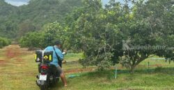 ขายที่ดินคลองม่วง ปากช่อง ที่สวนผลไม้ 44 ไร่ วิวภูเขาสวยล้อมรอบ บรรยากาศดี ปลูกไม้ผลทุเรียน เงาะ อโวคาโด้ น้อยหน่าเก็บผลผลิตได้แล้ว ใกล้ชุมชนบ้านคน น้ำไฟครบ 087-9074045