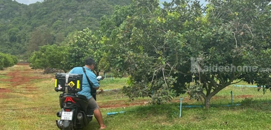 ขายที่ดินคลองม่วง ปากช่อง ที่สวนผลไม้ 44 ไร่ วิวภูเขาสวยล้อมรอบ บรรยากาศดี ปลูกไม้ผลทุเรียน เงาะ อโวคาโด้ น้อยหน่าเก็บผลผลิตได้แล้ว ใกล้ชุมชนบ้านคน น้ำไฟครบ 087-9074045