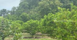 ขายที่ดินคลองม่วง ปากช่อง ที่สวนผลไม้ 44 ไร่ วิวภูเขาสวยล้อมรอบ บรรยากาศดี ปลูกไม้ผลทุเรียน เงาะ อโวคาโด้ น้อยหน่าเก็บผลผลิตได้แล้ว ใกล้ชุมชนบ้านคน น้ำไฟครบ 087-9074045