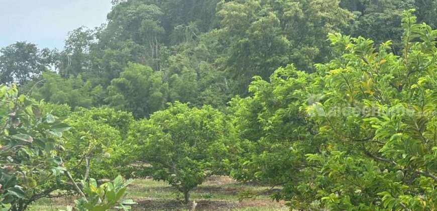 ขายที่ดินคลองม่วง ปากช่อง ที่สวนผลไม้ 44 ไร่ วิวภูเขาสวยล้อมรอบ บรรยากาศดี ปลูกไม้ผลทุเรียน เงาะ อโวคาโด้ น้อยหน่าเก็บผลผลิตได้แล้ว ใกล้ชุมชนบ้านคน น้ำไฟครบ 087-9074045