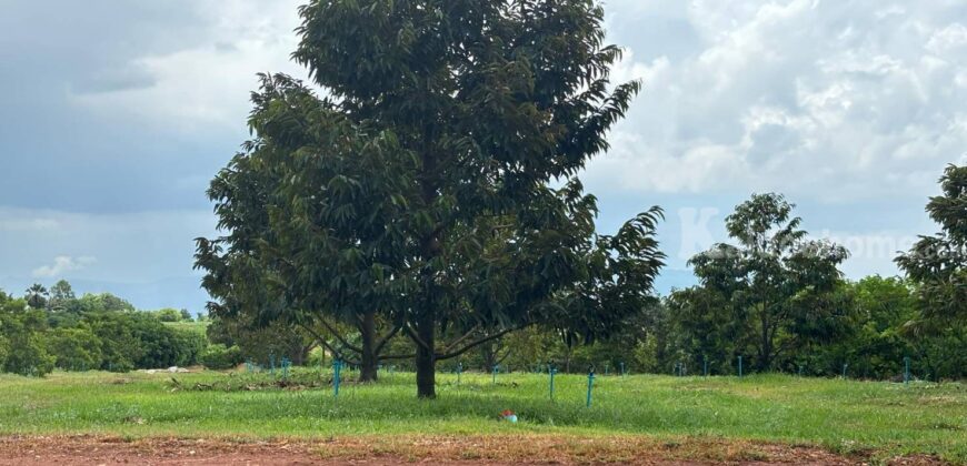 ขายที่ดินคลองม่วง ปากช่อง ที่สวนผลไม้ 44 ไร่ วิวภูเขาสวยล้อมรอบ บรรยากาศดี ปลูกไม้ผลทุเรียน เงาะ อโวคาโด้ น้อยหน่าเก็บผลผลิตได้แล้ว ใกล้ชุมชนบ้านคน น้ำไฟครบ 087-9074045