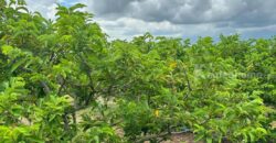 ขายที่ดินคลองม่วง ปากช่อง ที่สวนผลไม้ 44 ไร่ วิวภูเขาสวยล้อมรอบ บรรยากาศดี ปลูกไม้ผลทุเรียน เงาะ อโวคาโด้ น้อยหน่าเก็บผลผลิตได้แล้ว ใกล้ชุมชนบ้านคน น้ำไฟครบ 087-9074045