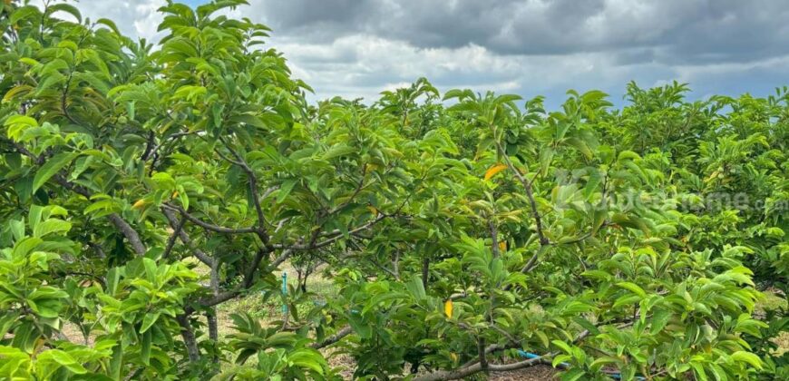 ขายที่ดินคลองม่วง ปากช่อง ที่สวนผลไม้ 44 ไร่ วิวภูเขาสวยล้อมรอบ บรรยากาศดี ปลูกไม้ผลทุเรียน เงาะ อโวคาโด้ น้อยหน่าเก็บผลผลิตได้แล้ว ใกล้ชุมชนบ้านคน น้ำไฟครบ 087-9074045