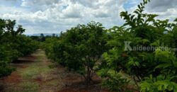 ขายที่ดินคลองม่วง ปากช่อง ที่สวนผลไม้ 44 ไร่ วิวภูเขาสวยล้อมรอบ บรรยากาศดี ปลูกไม้ผลทุเรียน เงาะ อโวคาโด้ น้อยหน่าเก็บผลผลิตได้แล้ว ใกล้ชุมชนบ้านคน น้ำไฟครบ 087-9074045