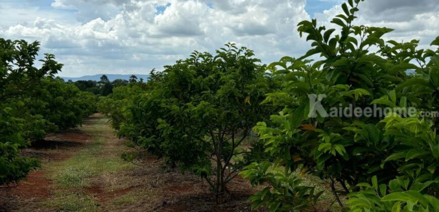 ขายที่ดินคลองม่วง ปากช่อง ที่สวนผลไม้ 44 ไร่ วิวภูเขาสวยล้อมรอบ บรรยากาศดี ปลูกไม้ผลทุเรียน เงาะ อโวคาโด้ น้อยหน่าเก็บผลผลิตได้แล้ว ใกล้ชุมชนบ้านคน น้ำไฟครบ 087-9074045