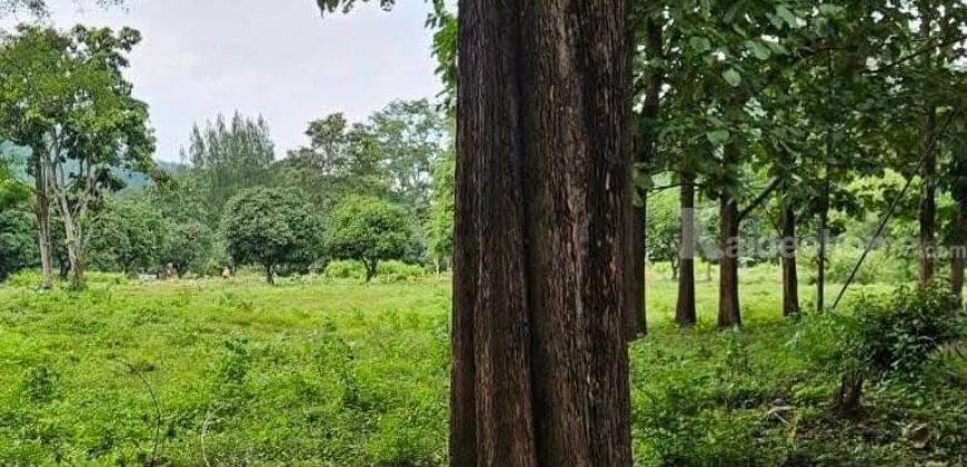ขายถูกที่ดินเขาใหญ่ พญาเย็น กุดคล้า ที่ติดลำธารน้ำ วิวเขาล้อมรอบ อยู่บ้านซับใต้ ปากช่อง ที่โฉนด 5 ไร่ ธรรมชาติสวยมาก สมบูรณ์ ด่วน ที่สวยราคาดีมาก แปลงหายาก ที่ติดเขาใกล้เขา 087-9074045
