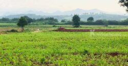 ขายที่ดินปากช่อง หนองสาหร่าย 7 ไร่ 19 ไร่ ที่สูงลักษณะบนเนินเขา เทควิวเขาสวย เหมาะทำบ้านสวนตากอากาศ อยู่เส้น 2235 ใกล้ถนนมิตรภาพ นครราชสีมา ไปร้านค้า ร้านอาหาร ตลาด สะดวก