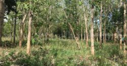 ที่ดิน ป่าไม้จอมไพร 32-3-34 ไร่ พร้อมป่าสัก ปากช่อง ราชบุรี