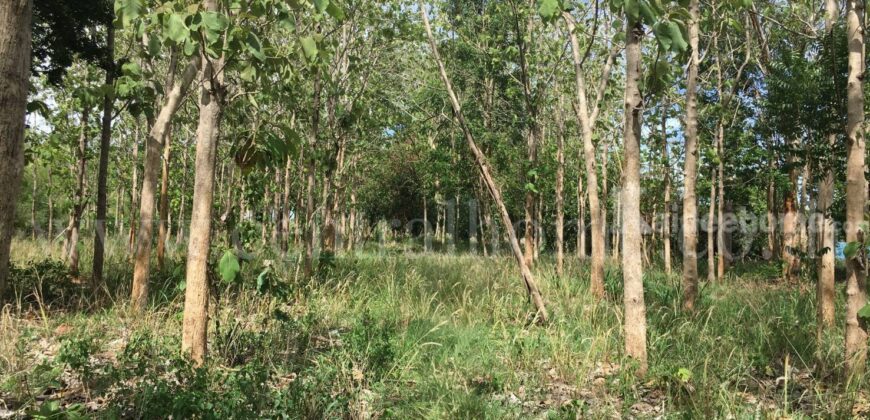 ที่ดิน ป่าไม้จอมไพร 32-3-34 ไร่ พร้อมป่าสัก ปากช่อง ราชบุรี