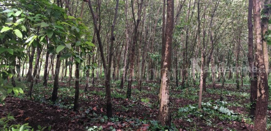 ที่ดิน ป่าไม้จอมไพร 32-3-34 ไร่ พร้อมป่าสัก ปากช่อง ราชบุรี