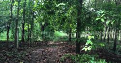 ที่ดิน ป่าไม้จอมไพร 32-3-34 ไร่ พร้อมป่าสัก ปากช่อง ราชบุรี