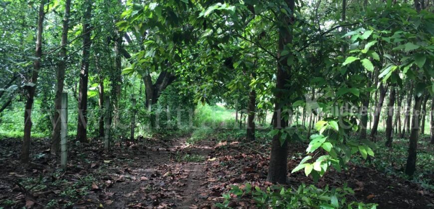 ที่ดิน ป่าไม้จอมไพร 32-3-34 ไร่ พร้อมป่าสัก ปากช่อง ราชบุรี