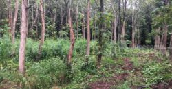 ที่ดิน ป่าไม้จอมไพร 32-3-34 ไร่ พร้อมป่าสัก ปากช่อง ราชบุรี