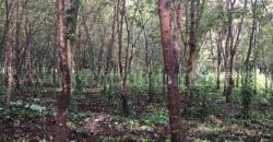 ที่ดิน ป่าไม้จอมไพร 32-3-34 ไร่ พร้อมป่าสัก ปากช่อง ราชบุรี