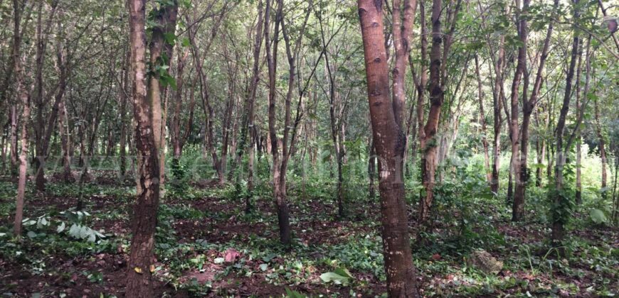 ที่ดิน ป่าไม้จอมไพร 32-3-34 ไร่ พร้อมป่าสัก ปากช่อง ราชบุรี