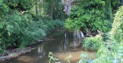 ขายที่ดินติดน้ำเขาใหญ่ หมูสี 12.5 ไร่ ติดน้ำลำตะคอง วิวเขาใหญ่ ใกล้ถนนธนะรัชต์ 800 เมตร ติดลาดยาง เดินทางสะดวก ขายถูก บรรยากาศดี ได้ทั้งน้ำและเขา เหมาะทำโรงแรม รีสอร์ท บ้านตากอากาศ 087-9074045