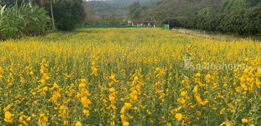 ขายที่ดินเขาใหญ่ สระน้ำใส หมูสี โป่งตาลอง 4 ไร่ ที่ดินพร้อมบ้านสวนหลังเล็ก เทควิวเขาใหญ่ ติดถนนลาดยาง ใกล้ธนะรัชต์ ไม่เปลี่ยว เดินทางสะดวก ใกล้ทอสคาน่า Toscana ปากช่อง ขายด่วน 087-9074045