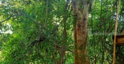 ขายที่ติดน้ำลำตะคอง เขาใหญ่ 3.5 ไร่ หน้าที่ติดถนนลาดยางเส้นท่าช้าง ท้ายที่ติดน้ำลำตะคอง อยู่ท่าช้าง หมูสี ปากช่อง ใกล้ถนนธนะรัชต์ น้ำผุดธรรมชาติ ที่ริมน้ำเขาใหญ่ ทำเลดี ขายถูก 087-9074045