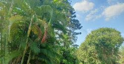 ขายที่ติดน้ำลำตะคอง เขาใหญ่ 3.5 ไร่ หน้าที่ติดถนนลาดยางเส้นท่าช้าง ท้ายที่ติดน้ำลำตะคอง อยู่ท่าช้าง หมูสี ปากช่อง ใกล้ถนนธนะรัชต์ น้ำผุดธรรมชาติ ที่ริมน้ำเขาใหญ่ ทำเลดี ขายถูก 087-9074045