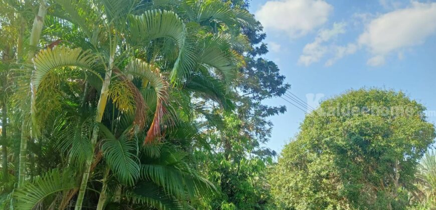 ขายที่ติดน้ำลำตะคอง เขาใหญ่ 3.5 ไร่ หน้าที่ติดถนนลาดยางเส้นท่าช้าง ท้ายที่ติดน้ำลำตะคอง อยู่ท่าช้าง หมูสี ปากช่อง ใกล้ถนนธนะรัชต์ น้ำผุดธรรมชาติ ที่ริมน้ำเขาใหญ่ ทำเลดี ขายถูก 087-9074045