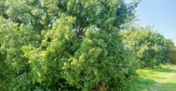 ขายที่ติดน้ำลำตะคอง เขาใหญ่ 3.5 ไร่ หน้าที่ติดถนนลาดยางเส้นท่าช้าง ท้ายที่ติดน้ำลำตะคอง อยู่ท่าช้าง หมูสี ปากช่อง ใกล้ถนนธนะรัชต์ น้ำผุดธรรมชาติ ที่ริมน้ำเขาใหญ่ ทำเลดี ขายถูก 087-9074045