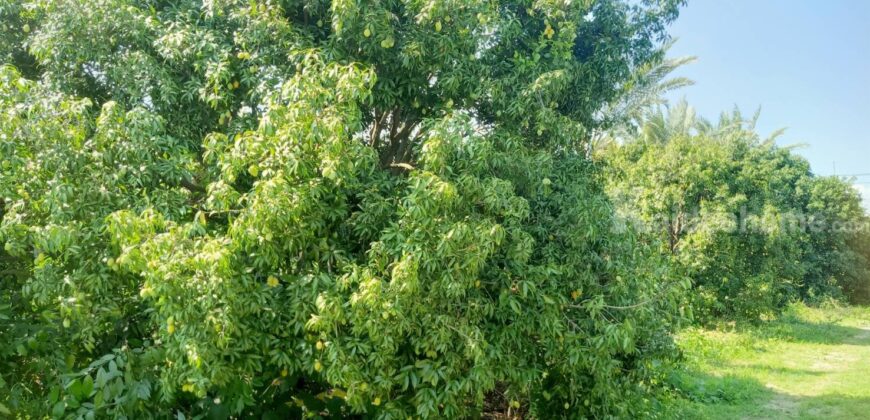 ขายที่ติดน้ำลำตะคอง เขาใหญ่ 3.5 ไร่ หน้าที่ติดถนนลาดยางเส้นท่าช้าง ท้ายที่ติดน้ำลำตะคอง อยู่ท่าช้าง หมูสี ปากช่อง ใกล้ถนนธนะรัชต์ น้ำผุดธรรมชาติ ที่ริมน้ำเขาใหญ่ ทำเลดี ขายถูก 087-9074045