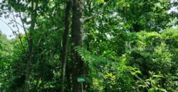 ขายที่ดินแปลงใหญ่ ที่ตั้ง ต.บ่อพลอย อ.บ่อไร่ จ.ตราด ขนาด 103 ไร่ 3 งาน 80 ตารางวา