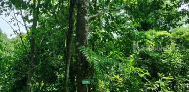 ขายที่ดินแปลงใหญ่ ที่ตั้ง ต.บ่อพลอย อ.บ่อไร่ จ.ตราด ขนาด 103 ไร่ 3 งาน 80 ตารางวา