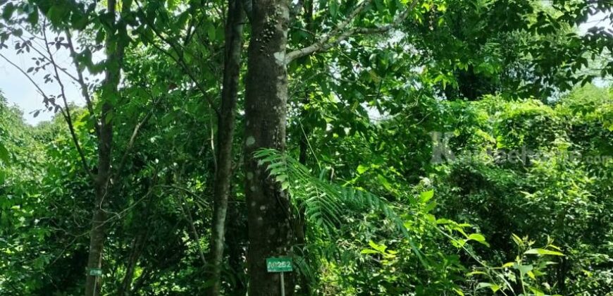 ขายที่ดินแปลงใหญ่ ที่ตั้ง ต.บ่อพลอย อ.บ่อไร่ จ.ตราด ขนาด 103 ไร่ 3 งาน 80 ตารางวา