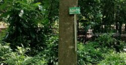 ขายที่ดินแปลงใหญ่ ที่ตั้ง ต.บ่อพลอย อ.บ่อไร่ จ.ตราด ขนาด 103 ไร่ 3 งาน 80 ตารางวา