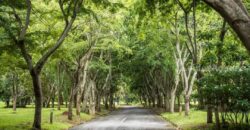 ขายบ้านเขาใหญ่ ปากช่อง ที่ดิน 339 ตร.ว ในโครงการใกล้ถนนธนะรัชต์ มอเตอร์เวย์ ใกล้ตัวเมืองปากช่อง บ้านพักตากอากาศสไตล์รีสอร์ท หนองน้ำแดง ใกล้ถนนมิตรภาพ ห้างแม็คโคร โรงพยาบาล 087-9074045