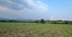 ขายที่คลองม่วง ปากช่อง แปลงใหญ่ 101 ไร่ ที่เนินสูงมองเห็นวิวเขายายเที่ยง มีลำห้วยข้างที่ จะมีน้ำไหลผ่านช่วงหน้าฝน ดินดี อุดมสมบูรณ์ ใกล้ถนนใหญ่ 3060 อยู่หลัง อบต คลองม่วง ก่อนถึง Tayama Farm 087-9074045