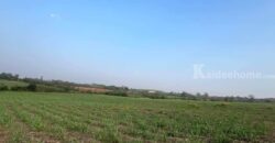 ขายที่คลองม่วง ปากช่อง แปลงใหญ่ 101 ไร่ ที่เนินสูงมองเห็นวิวเขายายเที่ยง มีลำห้วยข้างที่ จะมีน้ำไหลผ่านช่วงหน้าฝน ดินดี อุดมสมบูรณ์ ใกล้ถนนใหญ่ 3060 อยู่หลัง อบต คลองม่วง ก่อนถึง Tayama Farm 087-9074045