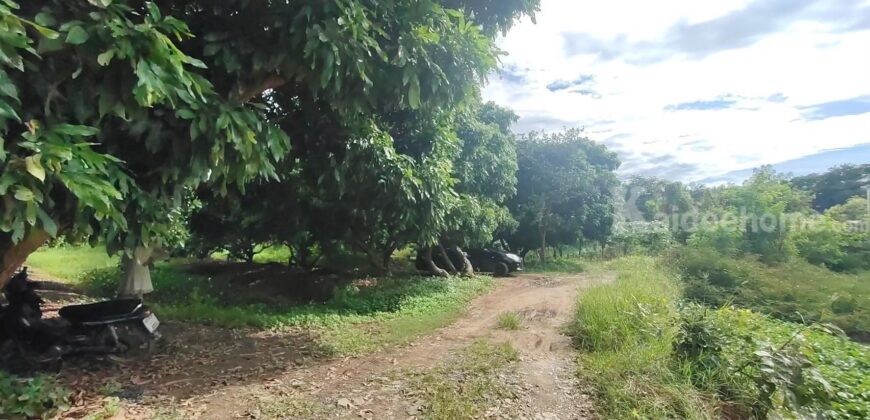 ขายที่ดิน ใกล้แยกกองทราย สารภี ต.ไชนสถาน อ.สารภี จ.เชียงใหม่